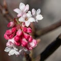 Viburnum, Viburnum farreri