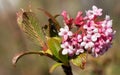 Viburnum, Viburnum farreri