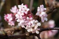 Viburnum, Viburnum farreri