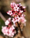 Viburnum, Viburnum farreri