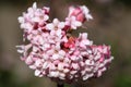 Viburnum, Viburnum farreri