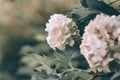 Viburnum flowers closeup springtime vintage style image