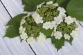 Viburnum flowers from young green leaves