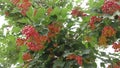 Viburnum fruit swinging in the wind