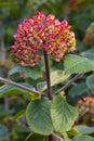 Viburnum lantana Royalty Free Stock Photo