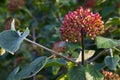 Viburnum lantana Royalty Free Stock Photo