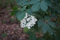 Viburnum lantana blooms in early June. Viburnum lantana, the wayfarer or wayfaring tree, is a species of Viburnum. Berlin, Germany