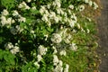 Viburnum lantana blooms in early June. Viburnum lantana, the wayfarer or wayfaring tree, is a species of Viburnum. Berlin, Germany