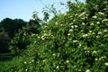 Viburnum lantana blooms in early June. Viburnum lantana, the wayfarer or wayfaring tree, is a species of Viburnum. Berlin, Germany