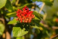 Viburnum lantana bush red juicy black berries in sunlight on a green leaf
