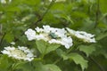 Viburnum lantana bush with white flowers in springtime