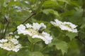 Viburnum lantana bush with white flowers in springtime Royalty Free Stock Photo