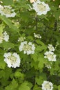 Viburnum lantana bush with white flowers in springtime Royalty Free Stock Photo