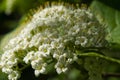 Viburnum lantana flowers Royalty Free Stock Photo