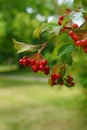 Viburnum lantana - Guelder Rose berries Royalty Free Stock Photo