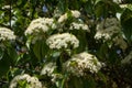 Viburnum lantana, the wayfarer or wayfaring tree plant