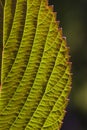 Viburnum Leaf Backlit
