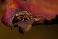 Viburnum leaf beetle, Pyrrhalta viburni