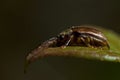 Viburnum leaf beetle, Pyrrhalta viburni Royalty Free Stock Photo