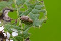 Viburnum leaf beetle on leaf