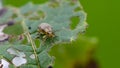 Viburnum leaf beetle on leaf