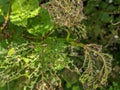 Viburnum leaf beetle, Pyrrhalta viburni, larva and damaged leaves.