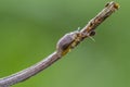 Viburnum leaf beetle on twig