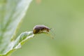 Viburnum leaf beetle on leaf of snowball