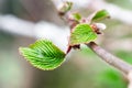 Viburnum leaf buds wet from the rain. Royalty Free Stock Photo