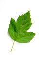 Viburnum Leaf