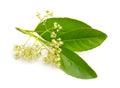 Viburnum odoratissimum, commonly known as sweet viburnum. Isolated