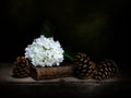 Viburnum opulus aka Snowball Tree, Guelder rose. Still life with book, pine cones. Concept, metaphor. Light painted Royalty Free Stock Photo