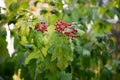 Viburnum opulus also known as Guelder rose, dogberry, water elder.