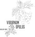 Viburnum opulus branch contour vector illustration