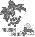 Viburnum opulus branch silhouette vector illustration