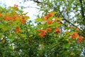 Viburnum opulus.