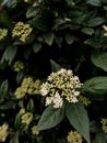 Viburnum opulus, guelder rose blossom at garden