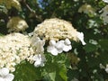 Viburnum opulus, the guelder-rose or guelder rose is a species of flowering plant in the family Adoxaceae Royalty Free Stock Photo