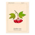 Viburnum opulus or Guelder rose