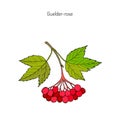 Viburnum opulus or Guelder rose