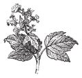 Viburnum opulus or Guelder rose, vintage engraving