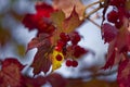 Viburnum Opulus with leaves