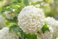 Viburnum opulus Roseum or Snowball flowers in garden