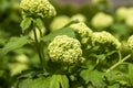 Viburnum opulus Roseum Snowball springtime flowering ornamental shrub, group of green white guelder rose flowers in bloom Royalty Free Stock Photo