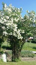 Viburnum Opulus Roseum - snowball tree Royalty Free Stock Photo