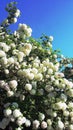 Viburnum Opulus Roseum - snowball tree Royalty Free Stock Photo