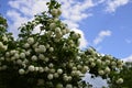 Viburnum opulus roseum or snowball tree white flowers with green foliage Royalty Free Stock Photo