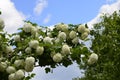 Viburnum opulus roseum or snowball tree white flowers with green foliage Royalty Free Stock Photo