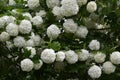 Viburnum opulus roseum or snowball tree white flowers with green foliage Royalty Free Stock Photo