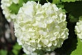 Viburnum Opulus, Roseum, white Snowball in blossom Royalty Free Stock Photo